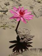 http://www.ibdfam.org.br/publicador/assets/img/upload/noticias/35c04-water-lily-4464_640-(1).jpg